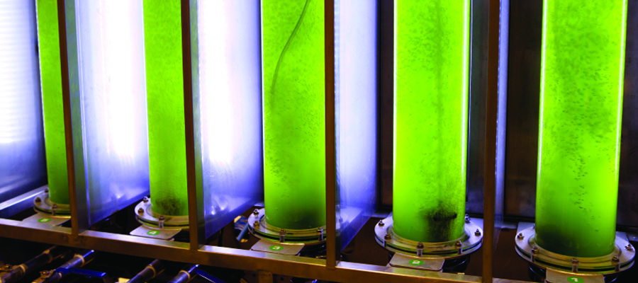algae