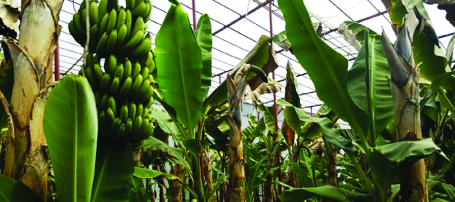 banana1