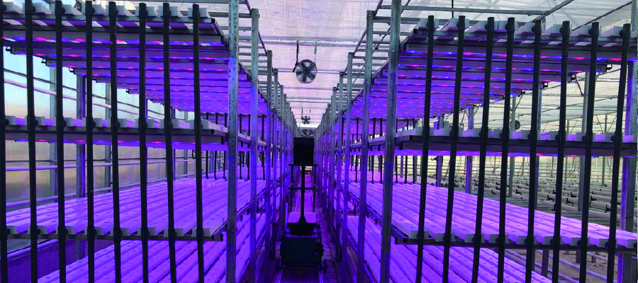 hydroponic-2