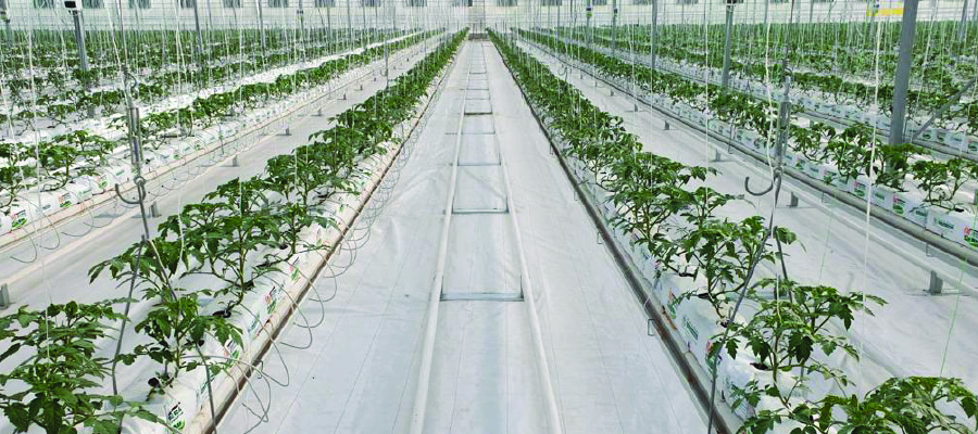 hydroponic