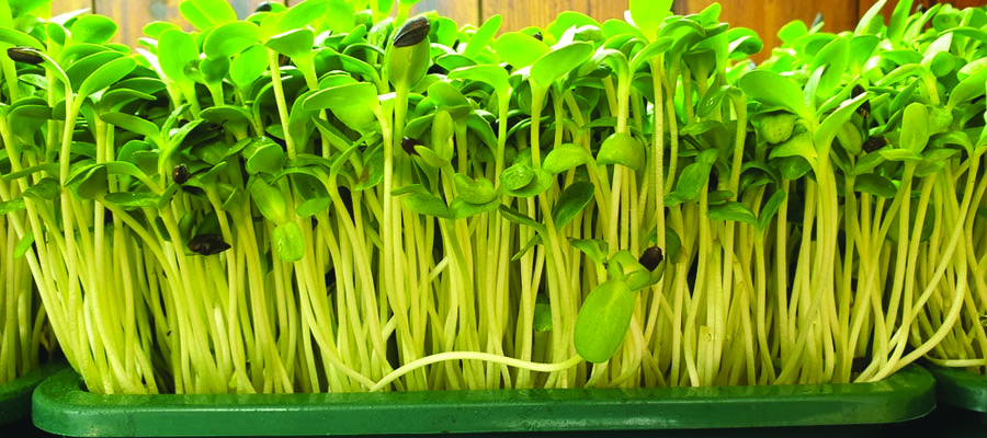 microgreen