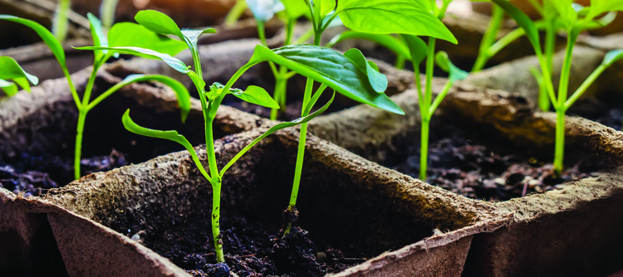 seedling