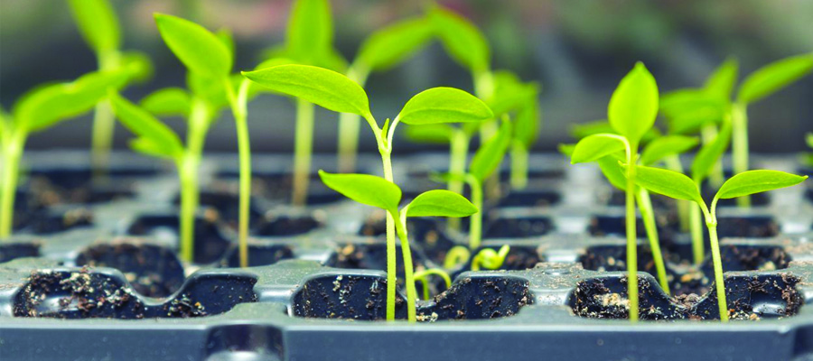 seedling1 copy