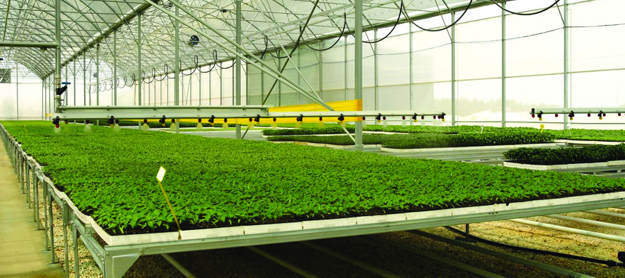 seedling2