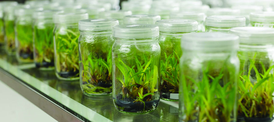 tissueculture